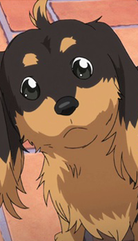 Harumi | Dog & Scissors